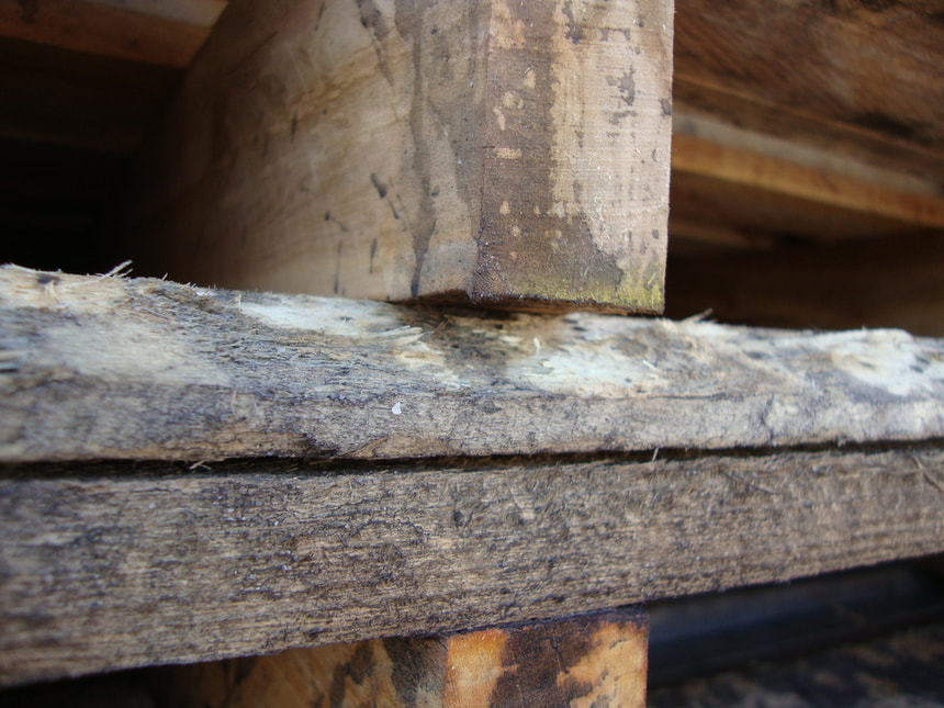 mold growing on wooden pallet