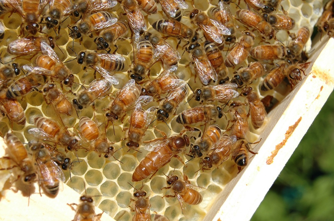 Queen Bee Honeycomb