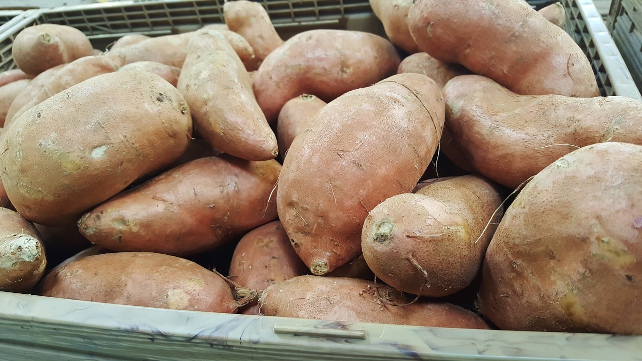 Ventilated Plastic Bins for Sweet Potatoes